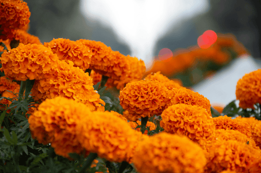 Últimos días de la Feria del Cempasúchil en la CDMX - Redlemon