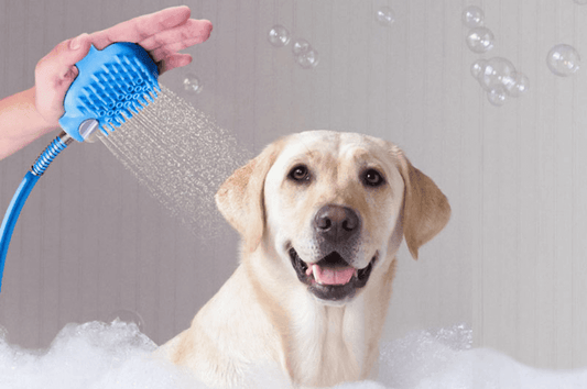 Cuida a tus mascotas durante la temporada de verano - Redlemon