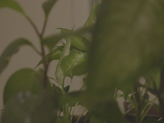 a close up of a plant with green leaves